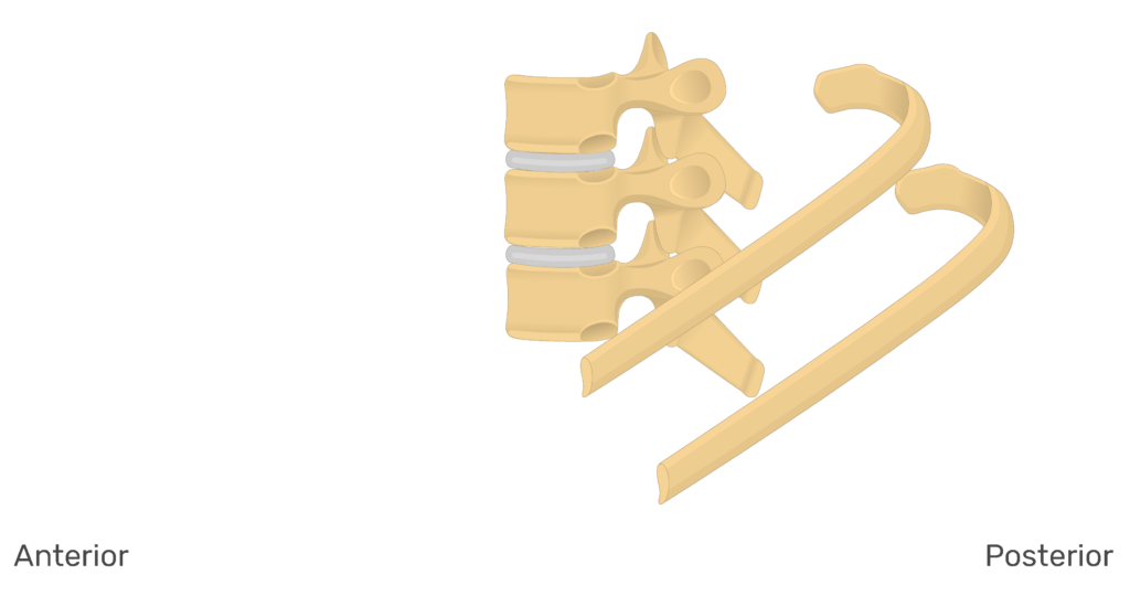 Lateral view of the ribs articulating with the thoracic vertebrae animation slide 2