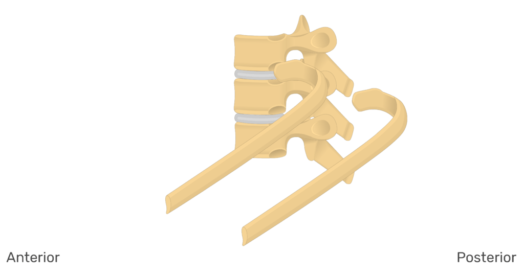 Lateral view of the ribs articulating with the thoracic vertebrae animation slide 6