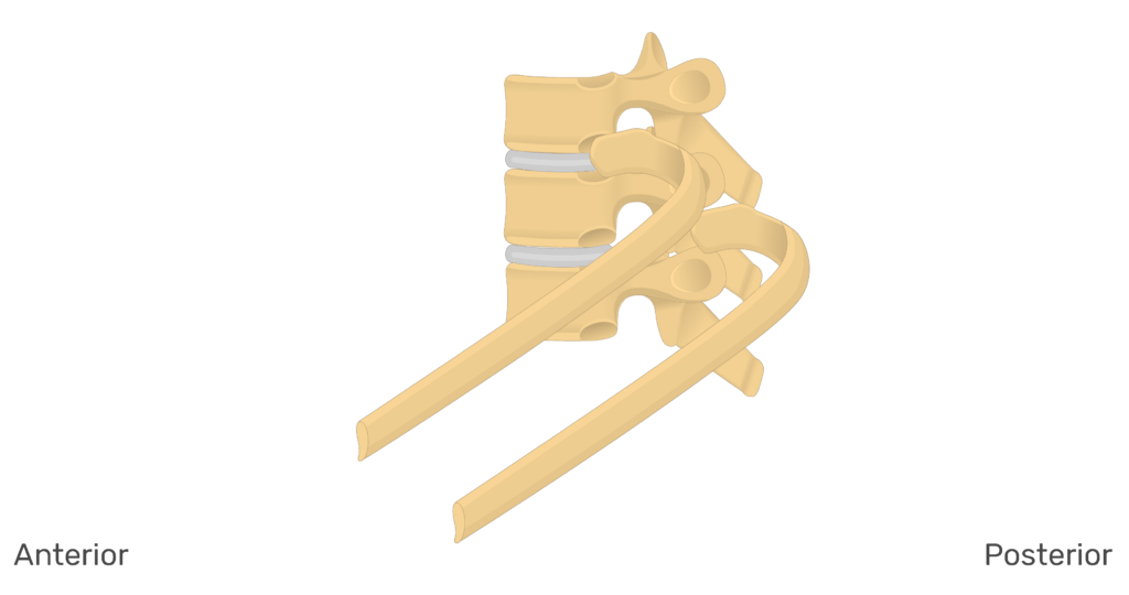 Lateral view of the ribs articulating with the thoracic vertebrae animation slide 7