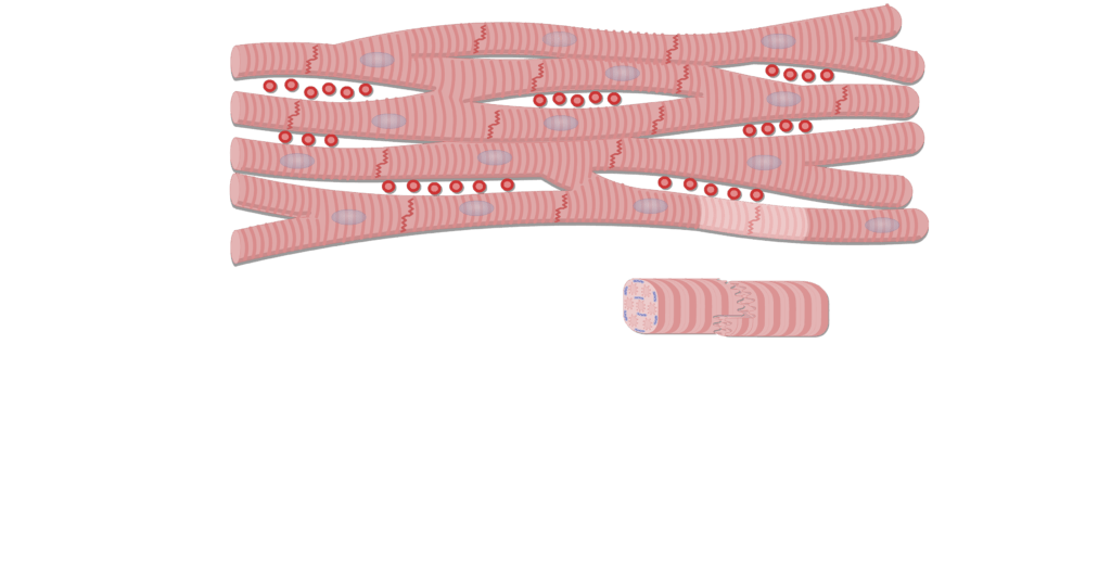 Magnified view of an intercalated disc animation slide 7