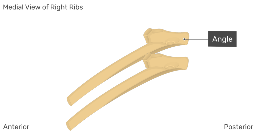 Medial view of the angle of the right rib