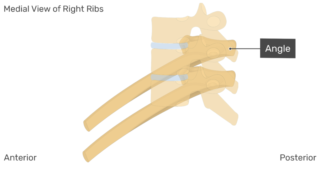 Medial view of the angle of the right rib with vertebrae added