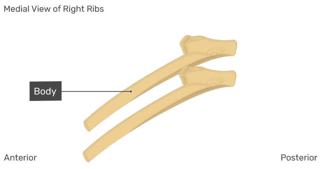 Medial view of the body of the right ribs
