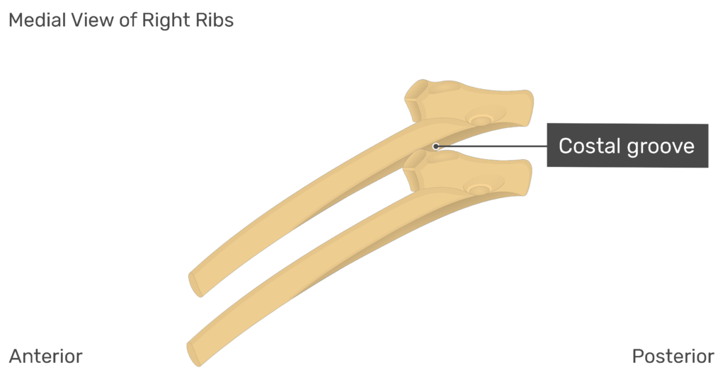 Medial view of the costal groove of the right rib