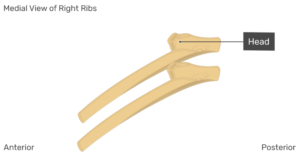 Medial view of the head of the right rib