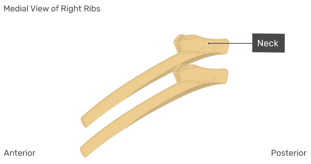 Medial view of the neck of the right rib