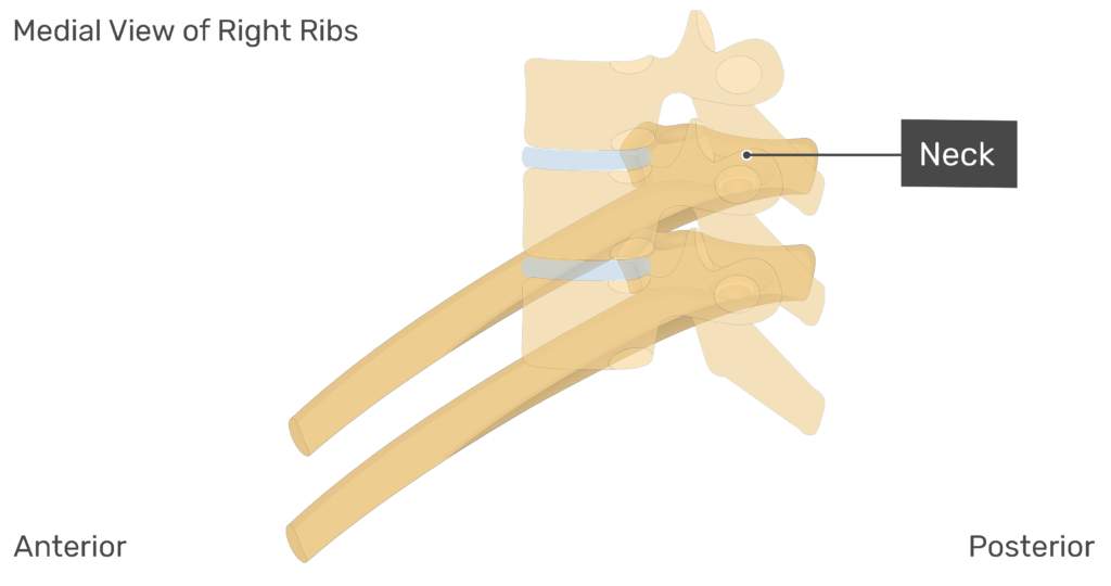 Medial view of the neck of the right rib with the vertebrae added