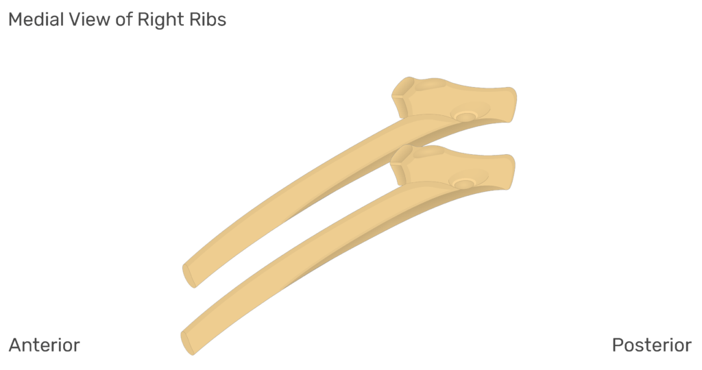 Medial view of the right ribs
