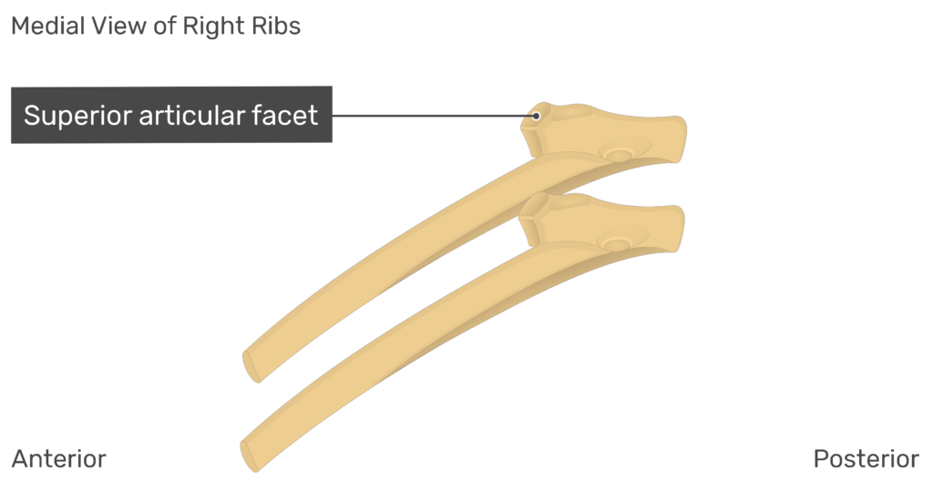 Medial view of the superior articular facet of the right rib