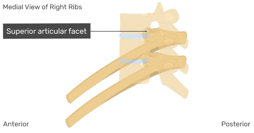 Medial view of the superior articular facet of the right rib with vertebrae added