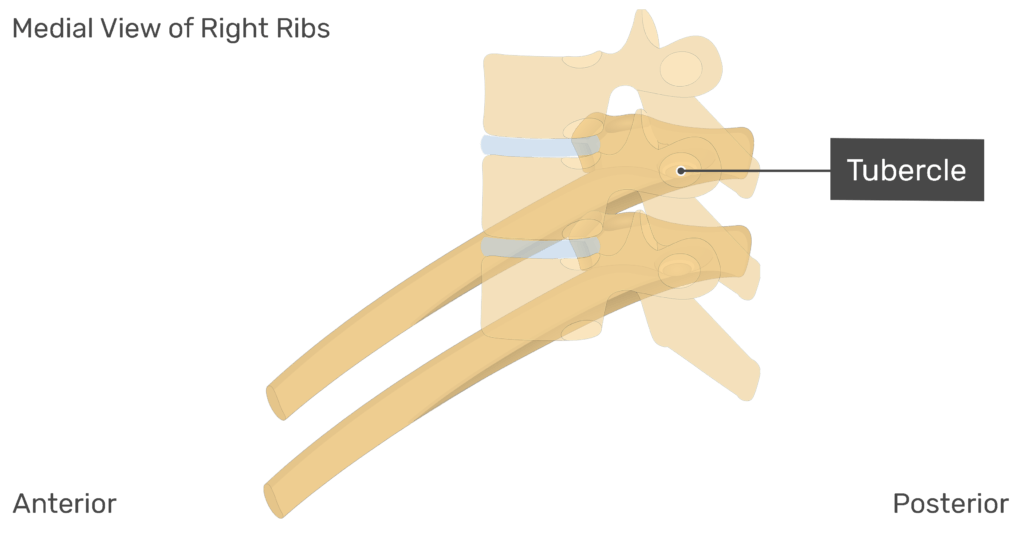 Medial view of the tubercle of the right rib with the vertebrae added