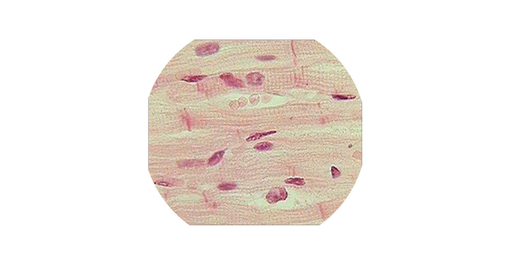 Cardiac Muscle Tissue: Function And Labeled Diagram, 56% OFF