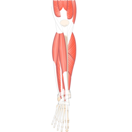 Anterior view of the lower limb showing the muscles that act on the foot and ankle