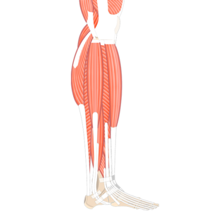 Lateral view of the lower limb showing the muscles that act on the foot and ankle