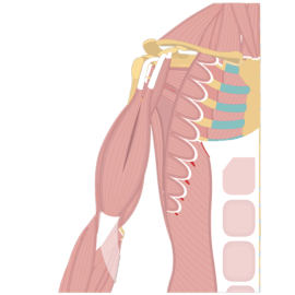 Anterior view of the thorax and upper limb showing the muscles that act on the anterior arm (biceps brachii, coracobrachialis and brachialis)