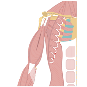 Anterior view of the thorax and upper limb showing the muscles that act on the anterior arm (biceps brachii, coracobrachialis and brachialis)
