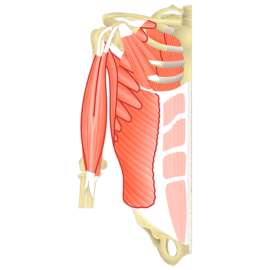 Anterior view of the thorax and upper part of the upper limb showing the muscles that act on the anterior shoulder