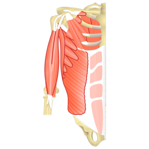 Anterior view of the thorax and upper part of the upper limb showing the muscles that act on the anterior shoulder