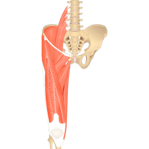 Anterior view of the hip and femur showing the muscles that act on the anterior thigh