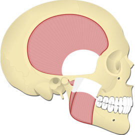 Lateral view of the skull highlighting the mastication muscles