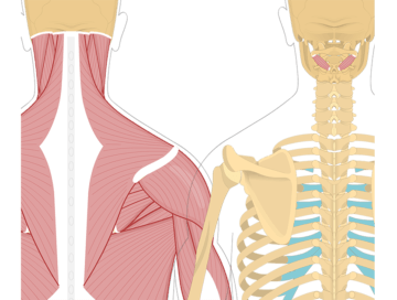 Featured image showing two views of the posterior view of the occipital region of the skull, cervical and thoracic regions of the spinal column, upper arm and scapulae. The image on the left shows the bony elements and the muscles of the back and next, the image on the right shows isolated Obliquus Capitis Inferior.