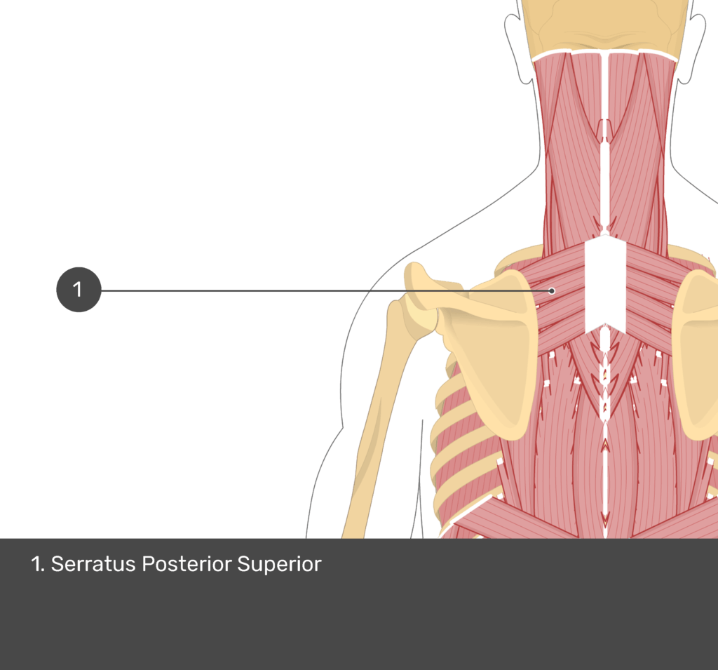 A quiz image of the posterior view of the occipital region of the skull, cervical and thoracic regions of the spinal column, upper arm, scapulae and the deeper muscle layer. The only muscle labelled 1 is Serratus Posterior Superior.