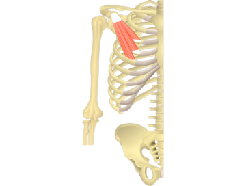 Anterior view of the skeleton showing the origin (ribs) and insertion (scapula) of pectoralis minor muscle