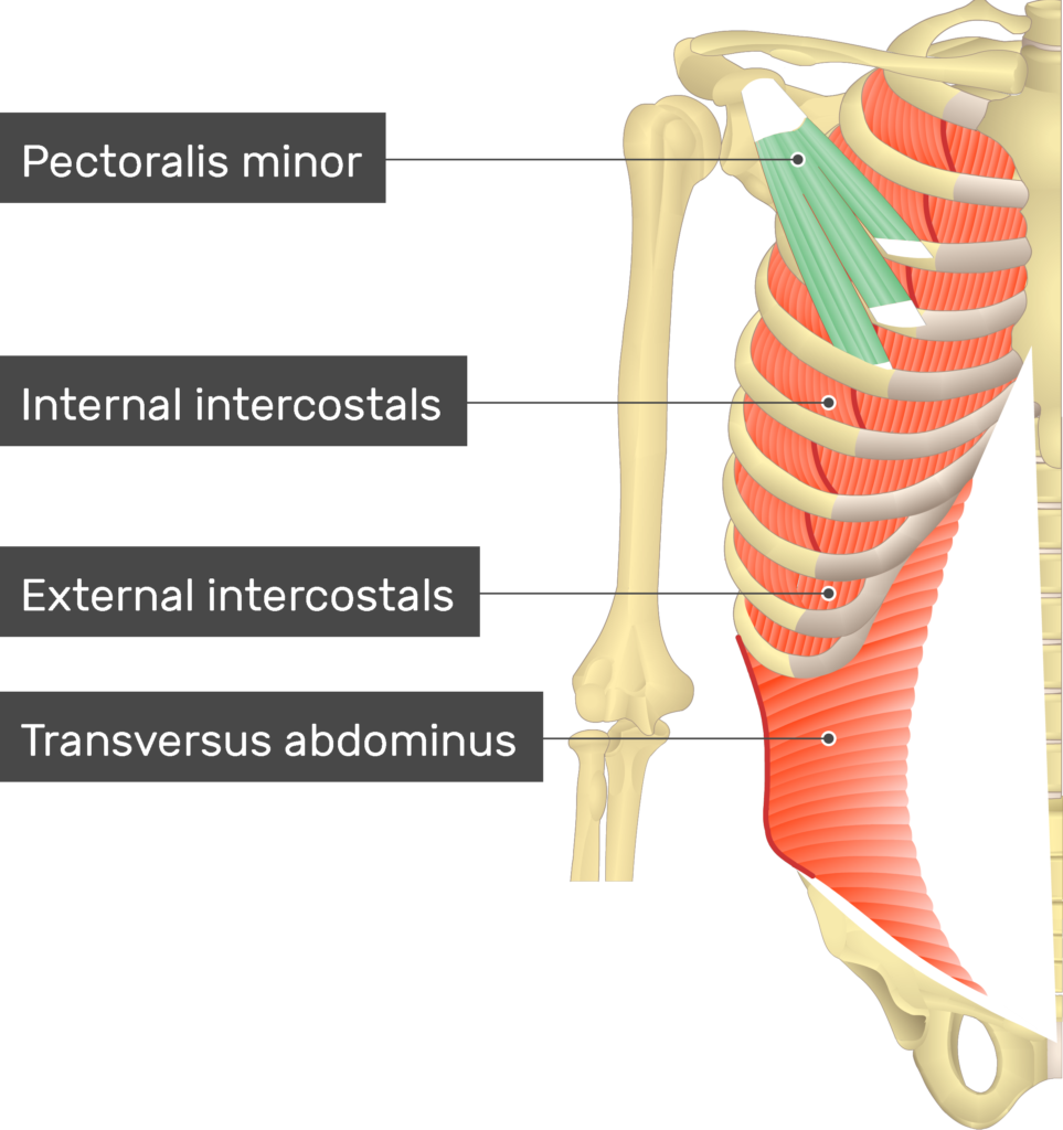Pectoralis major: Origin, insertion, innervation,function