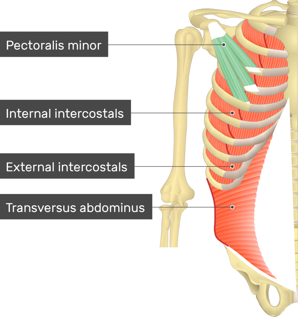 Pectoralis major: Origin, insertion, innervation,function