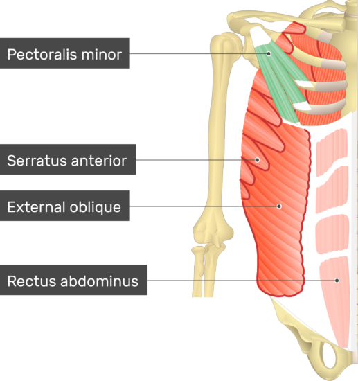 Pectoralis Minor Muscle Details Origin Insertion And