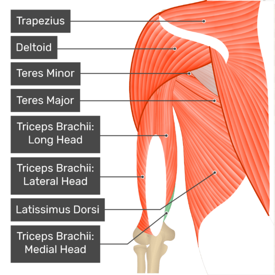 Name Of Muscles In The Arm : Arm Muscles: Anatomy, Support & Movement - Video & Lesson ... _ Name of muscles in the arm.