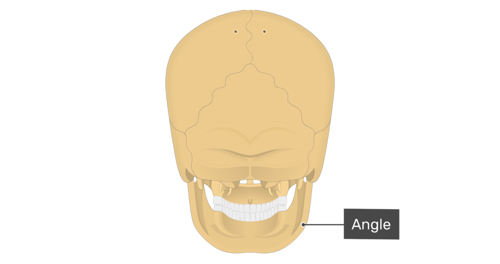 Posterior view of the angle of the mandible