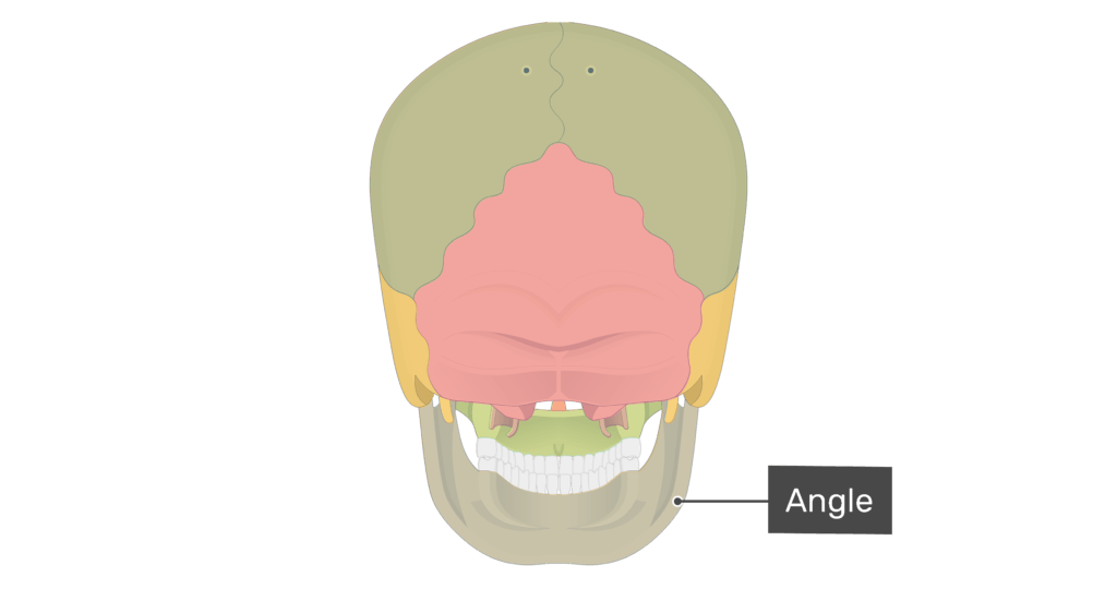 Posterior view of the angle of the mandible with divisions shown