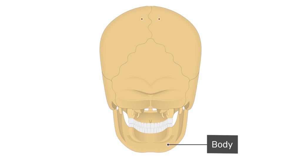 Posterior view of the body of the mandible