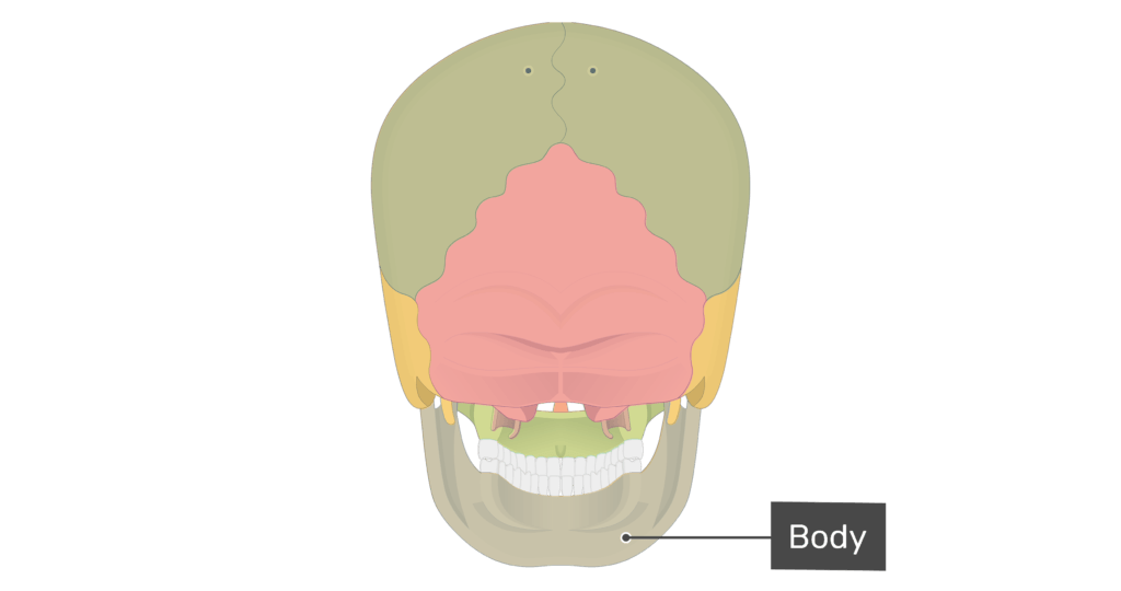 Posterior view of the body of the mandible with divisions shown