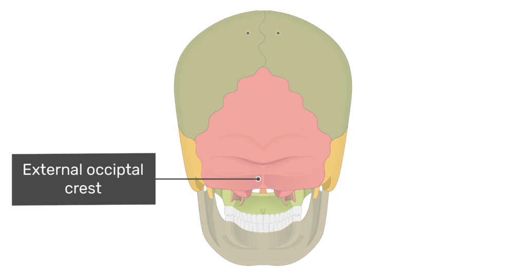 Posterior view of the external occipital crest with divisions shown