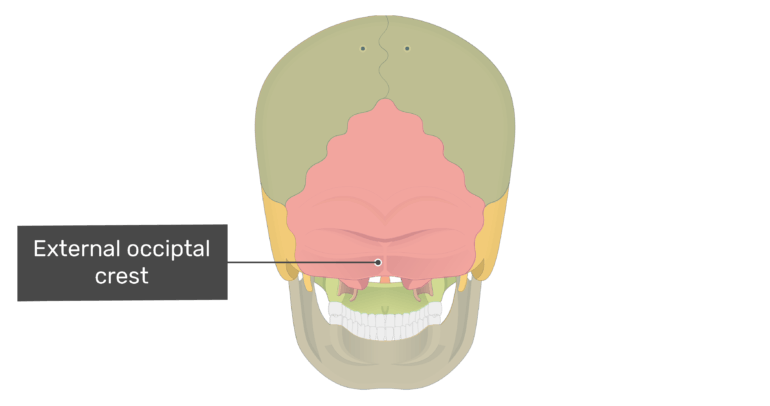 Posterior View of the Skull Bone Markings