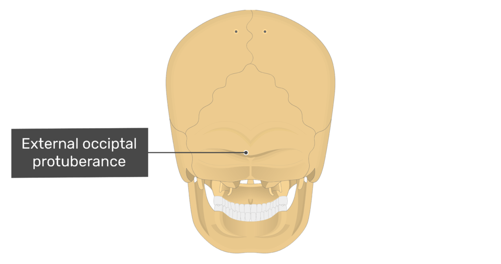 Posterior view of the external occipital protuberance