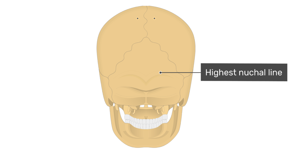 Posterior view of the highest nuchal line of the skull