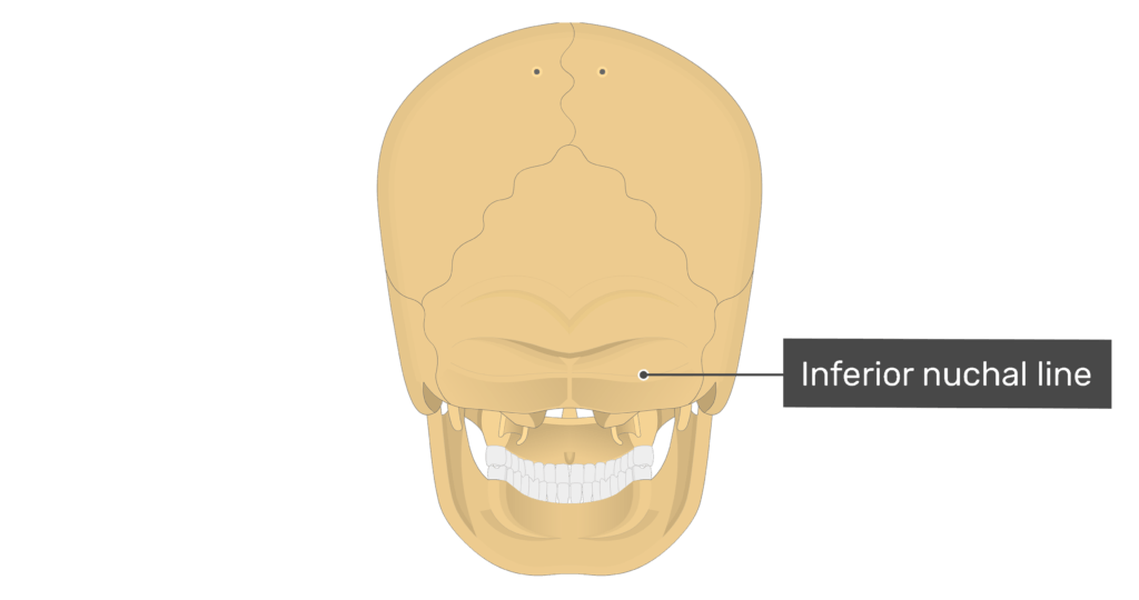 Posterior view of the inferior nuchal line of the skull
