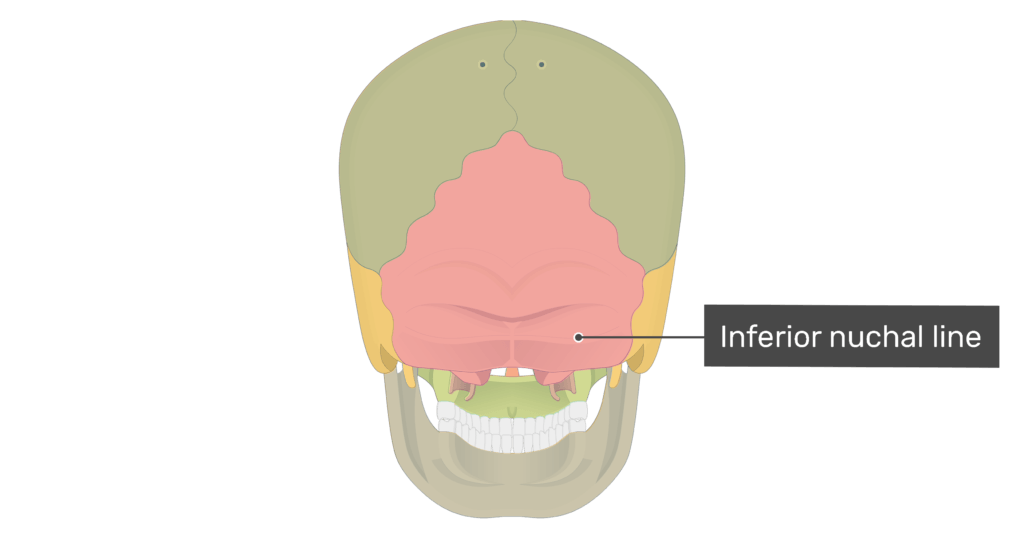 Posterior view of the inferior nuchal line of the skull with divisions shownn