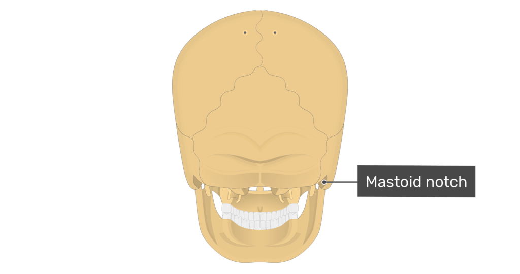 Posterior view of the mastoid notch of the skull