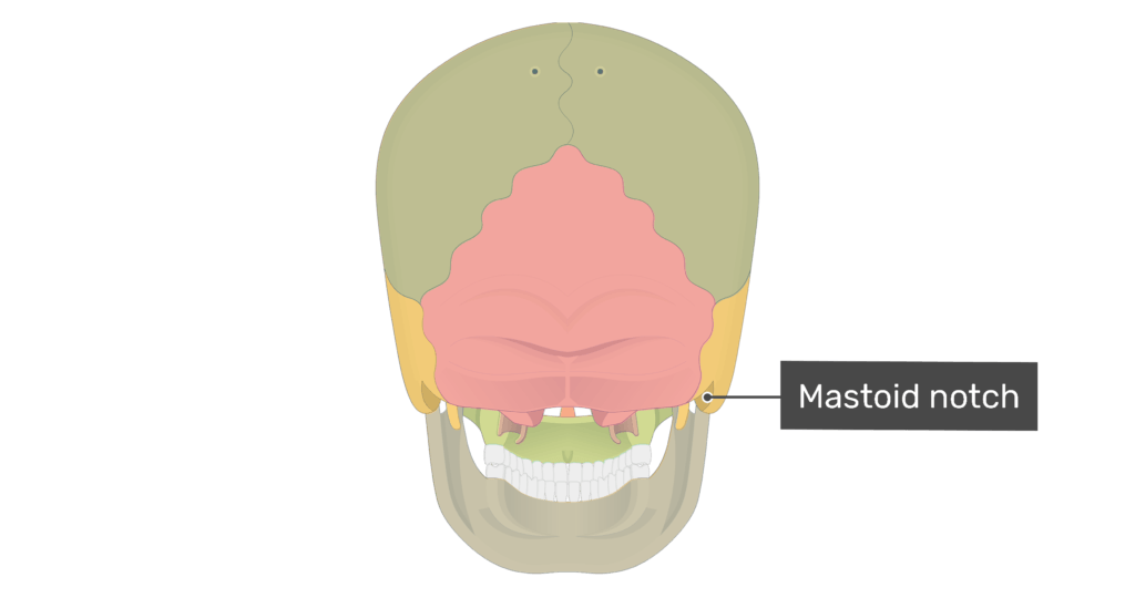 Posterior view of the mastoid notch of the skull with divisions shown