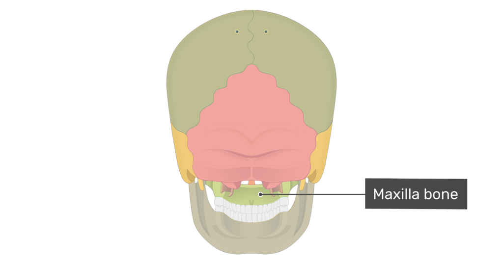 Posterior view of the maxilla bone of the skull with divisions shown
