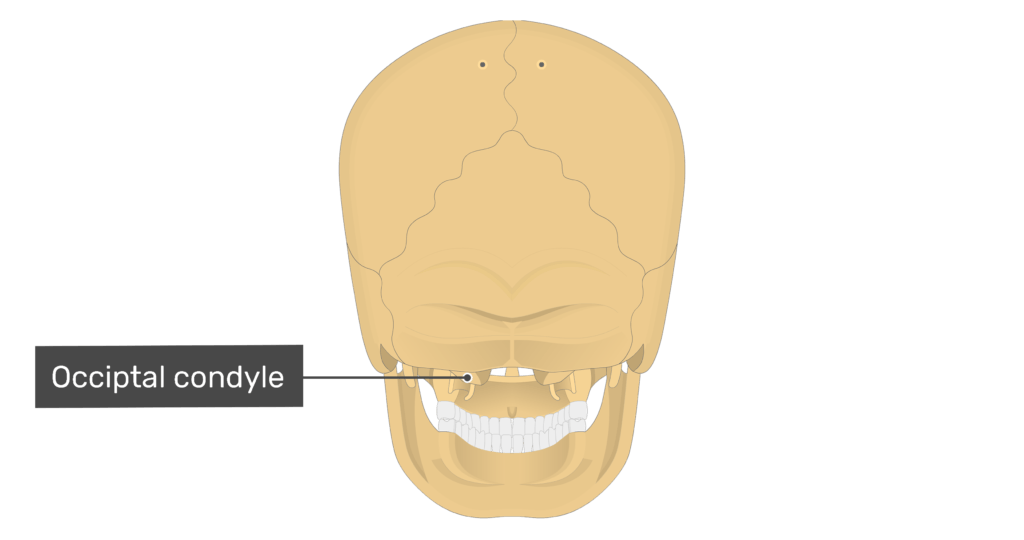 Posterior view of the occipital condyle of the skull