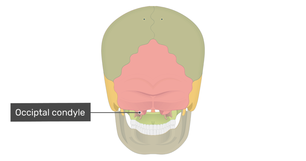 Posterior view of the occipital condyle of the skull with divisions shown