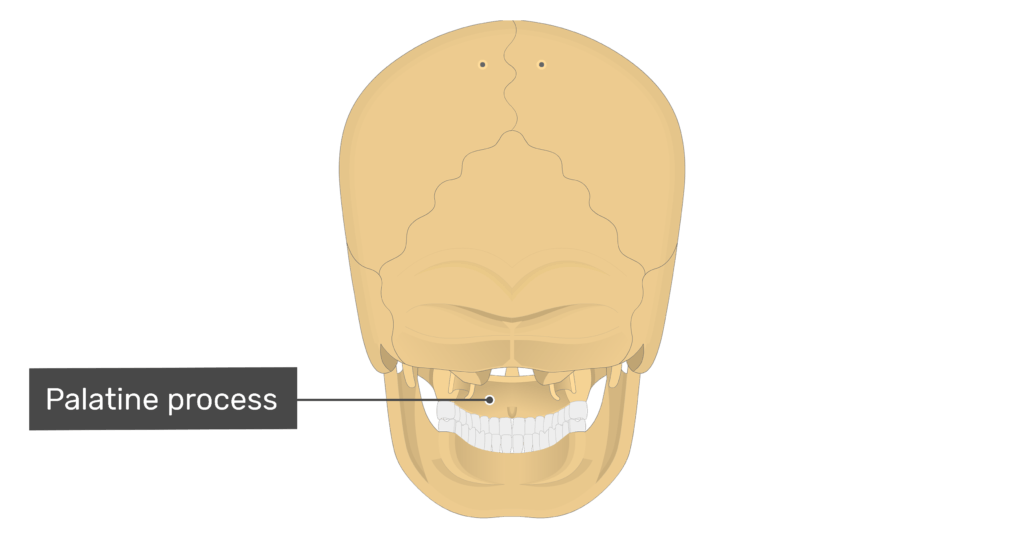 Posterior view of the palatine process of the skull