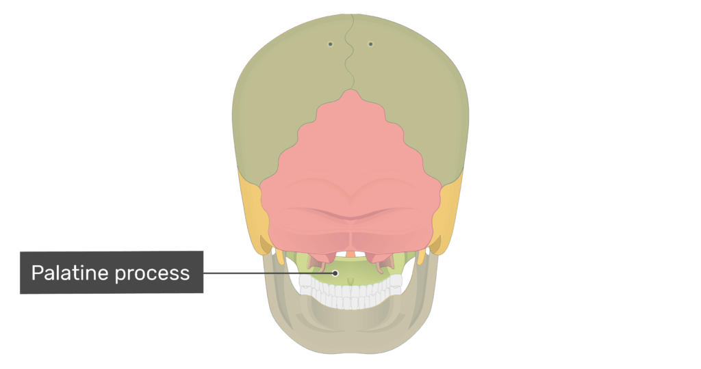 Posterior view of the palatine process of the skull with divisions shown