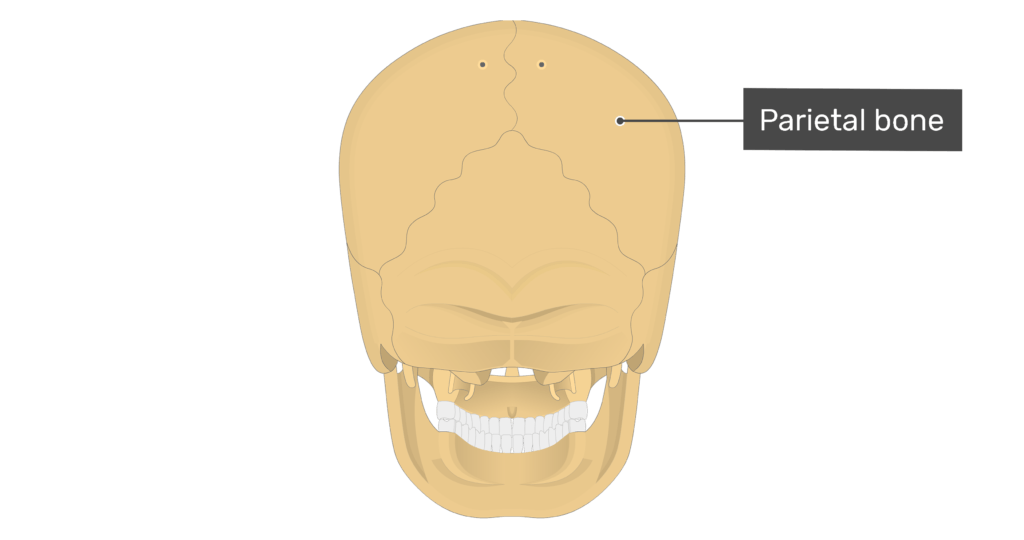 Posterior view of the parietal bone of the skull
