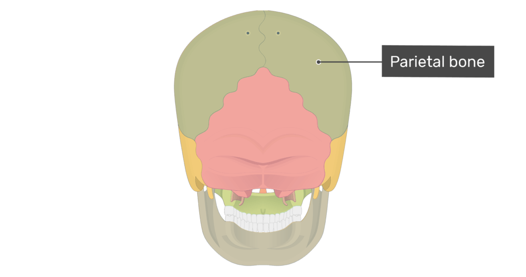 Posterior view of the parietal bone of the skull with divisons shown